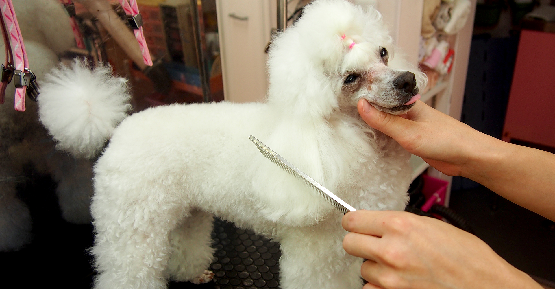 犬・猫美容専門 オリーブ・ハウス